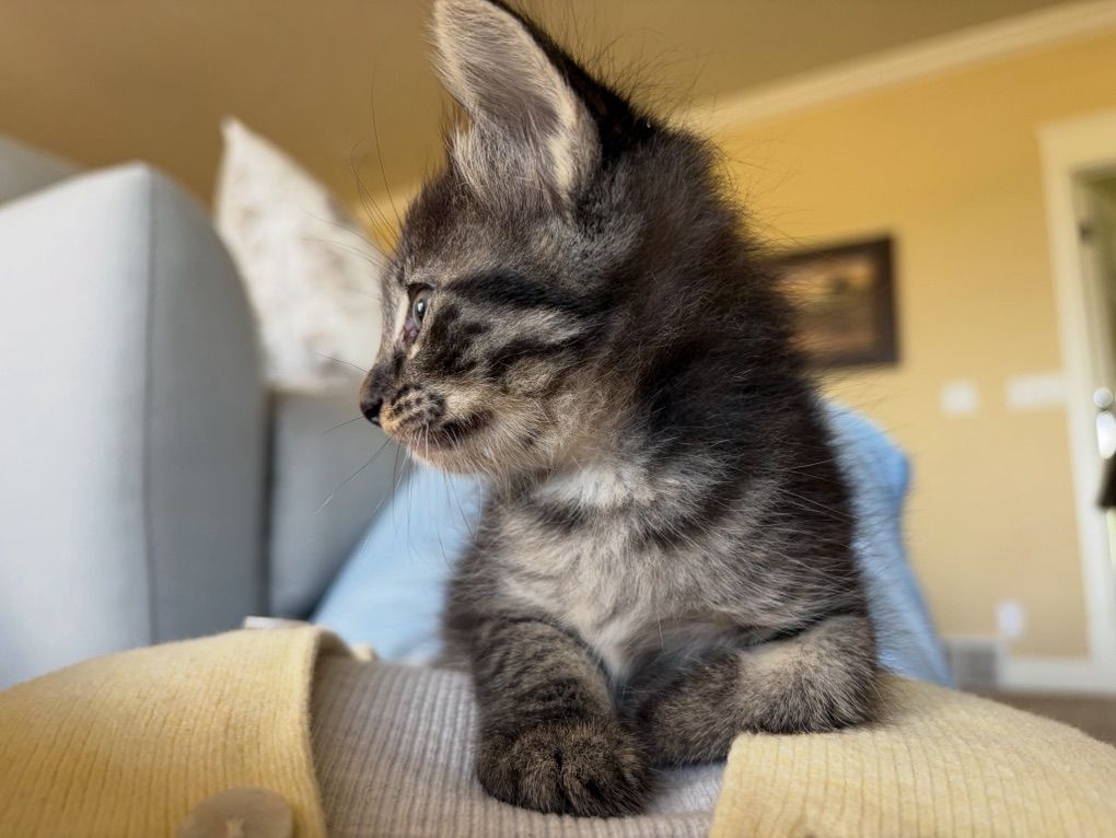 Kittens