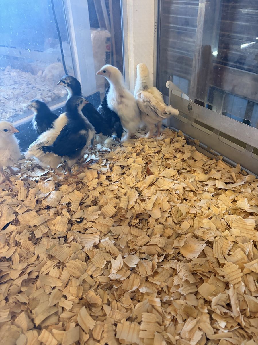 Chicks