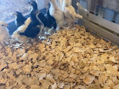 Chicks