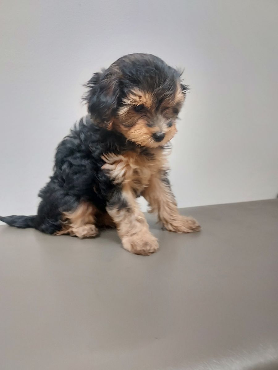 Yorkiepoo Puppies For Sale