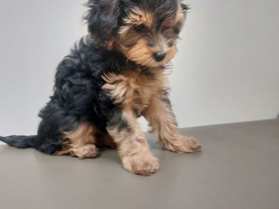 Yorkiepoo Puppies For Sale