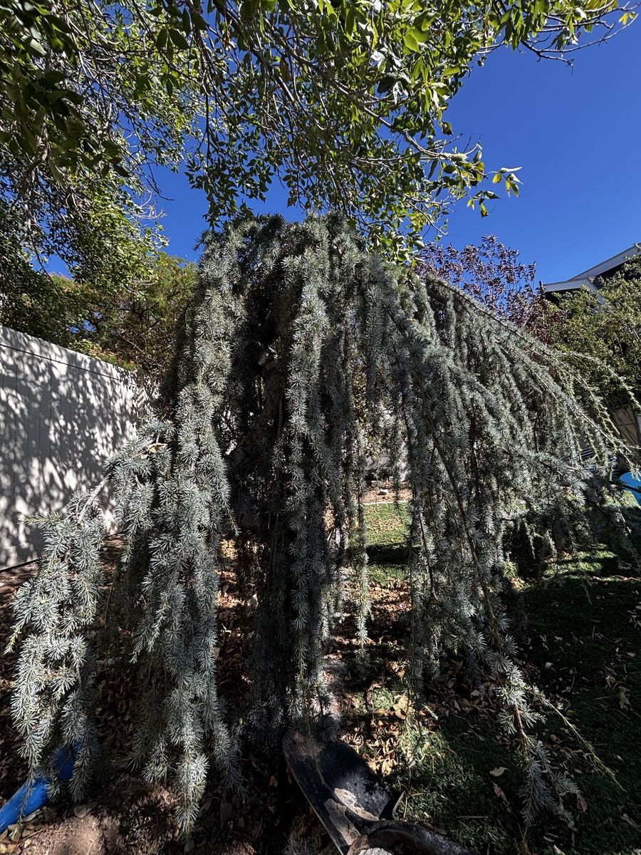 Weeping Blue Atlas Cedar Tree - Established Landscape Plant