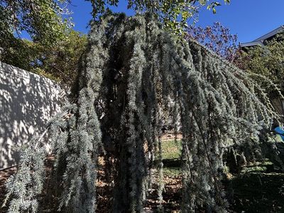 Weeping Blue Atlas Cedar Tree - Established Landscape Plant