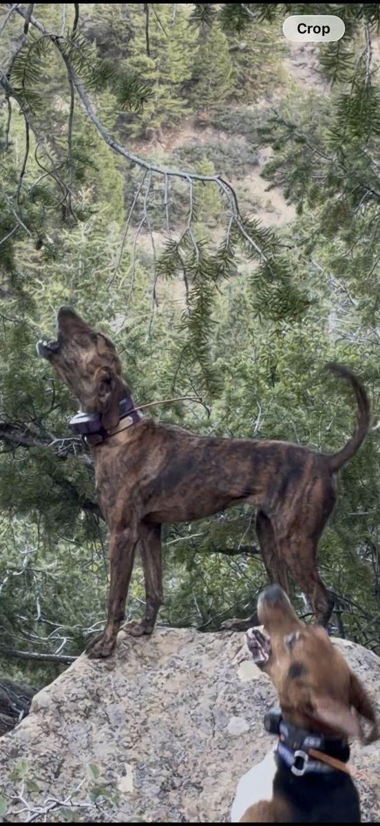 Started Plott Hound.