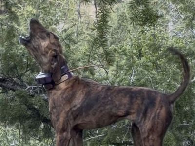 Started Plott Hound.