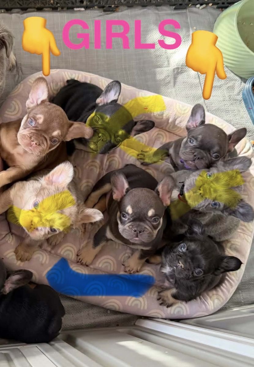 French Bulldog Fluffy/non RARE colors!