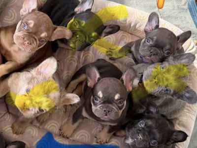 French Bulldog Fluffy/non RARE colors!