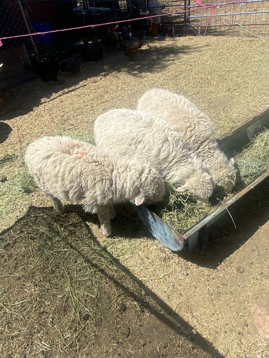 3 Lambs
