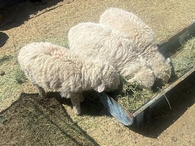 3 Lambs