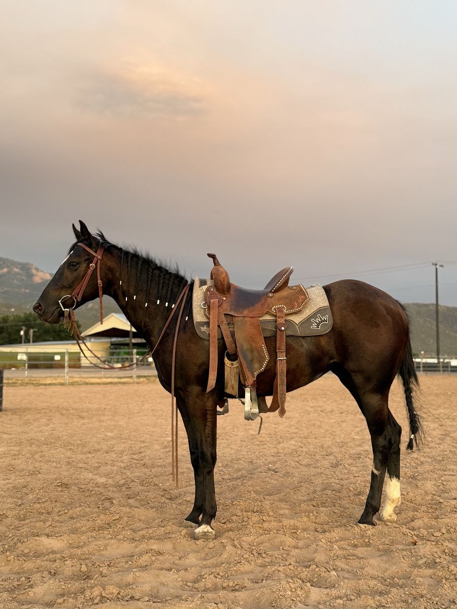 2 year old AQHA Mare