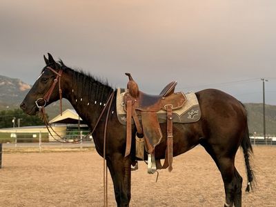 2 year old AQHA Mare
