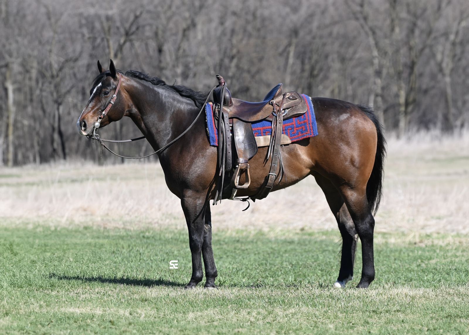 GORGEOUS Family Safe AQHA mare!