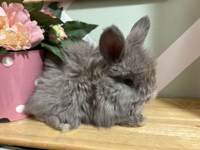 Baby English angora