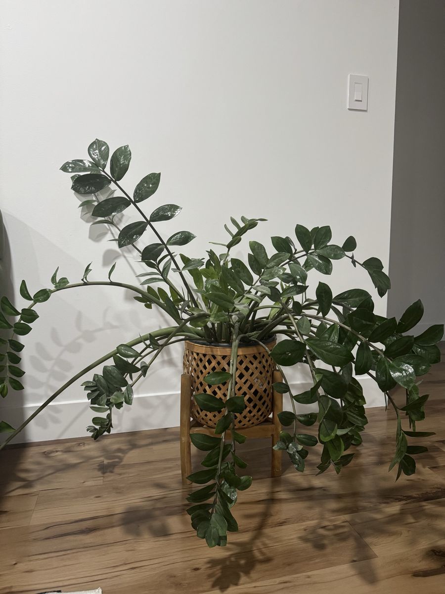 Large Healthy ZZ Plant in Woven Planter Stand