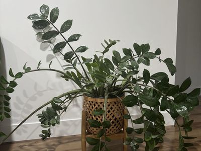 Large Healthy ZZ Plant in Woven Planter Stand