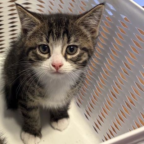 Adorable Cartoon-Like 11 Week Old Kitten Looking for a Loving Home!