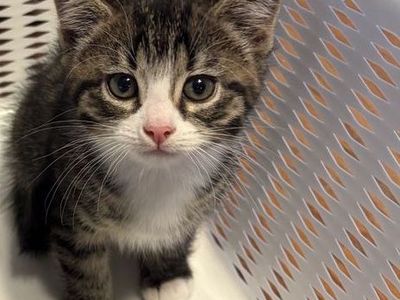 Adorable Cartoon-Like 11 Week Old Kitten Looking for a Loving Home!