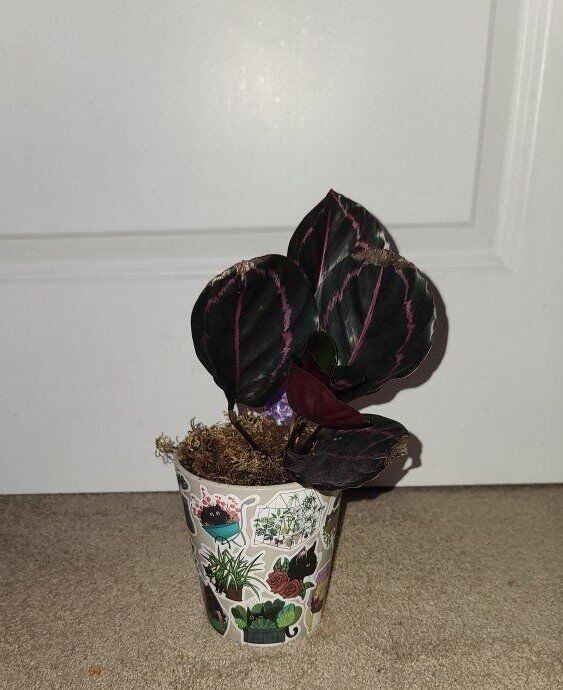 Calathea Roseopicta Dottie Live Plant