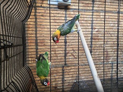 lovebirds black mask