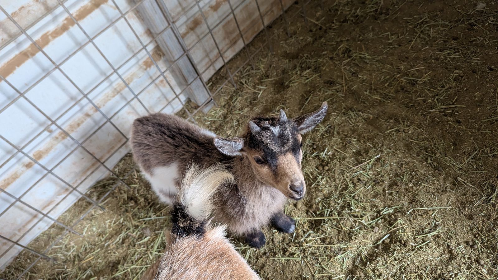 Weaned Buck (born 2/12/26)