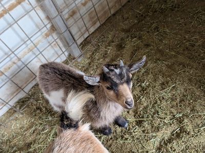 Weaned Buck (born 2/12/26)