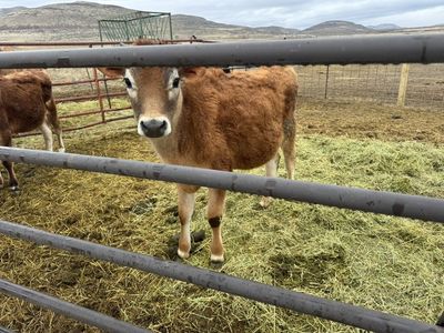 9 Month Old Jersey Steers