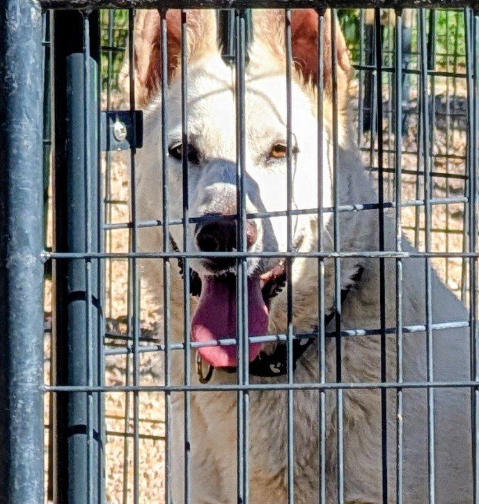 German shepherd female white 