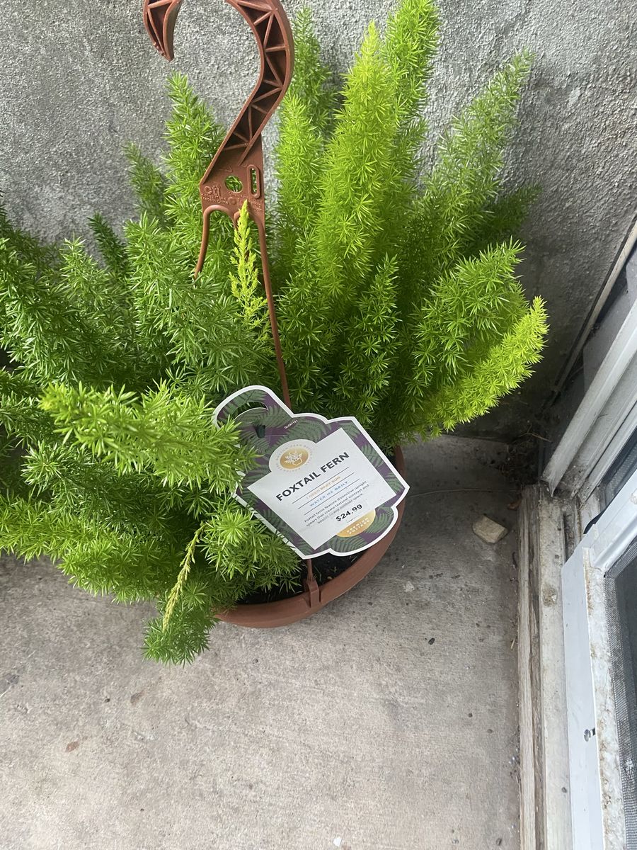 Plants