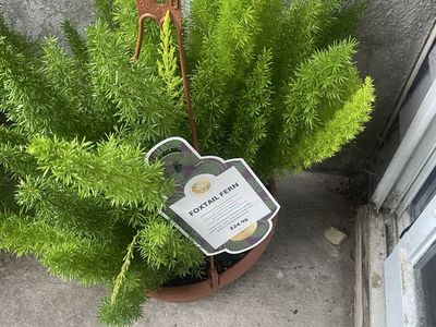 Plants