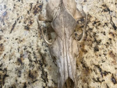Coyote Skull