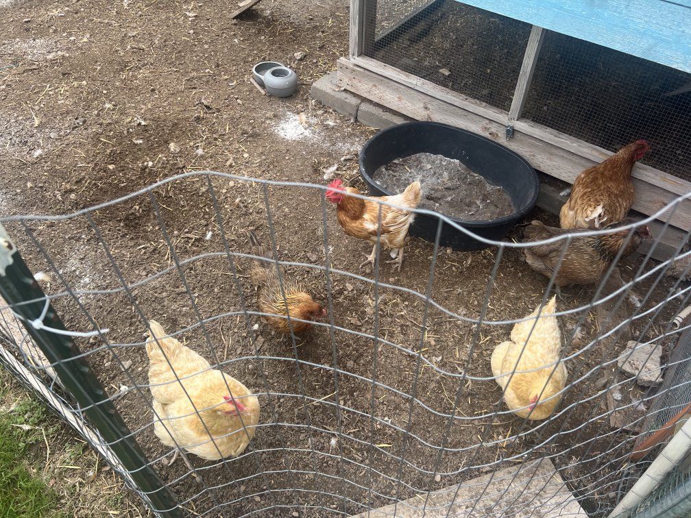 6 Hens Not Laying (In Midway)