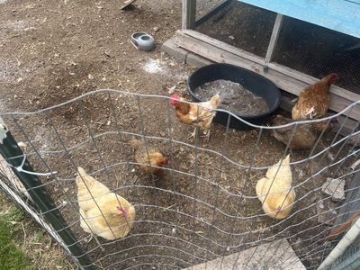 6 Hens Not Laying (In Midway)