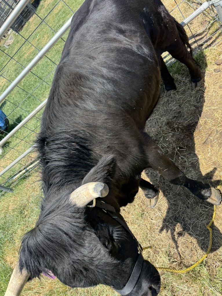 Mini Highland HeIfer