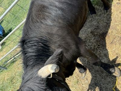 Mini Highland HeIfer