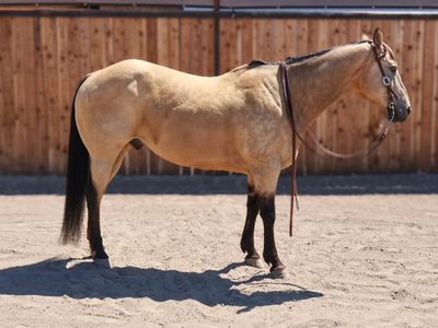 Buckskin gelding