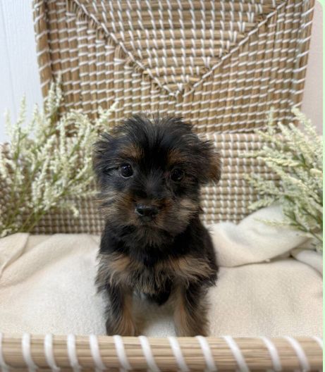 “ Adorable Yorkie Puppy “Penina” – Rare Beauty with Breeder Papers”