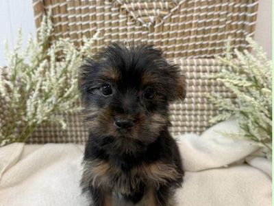“ Adorable Yorkie Puppy “Penina” – Rare Beauty with Breeder Papers”