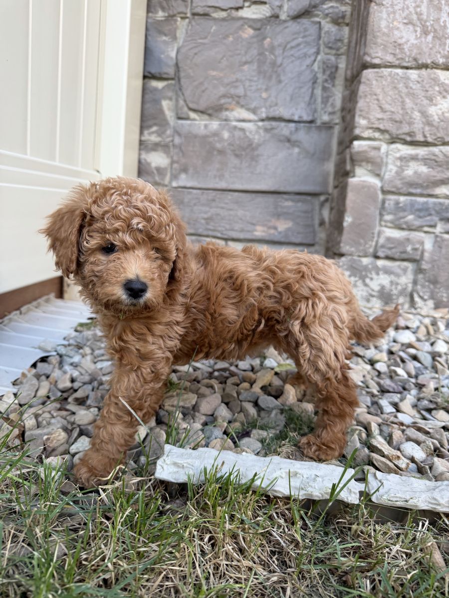 Adorable Mini Goldendoodle Puppy - Hypoallergenic, Friendly, Ready for New Home!
