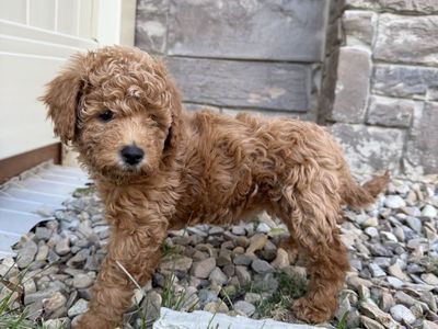 Adorable Mini Goldendoodle Puppy - Hypoallergenic, Friendly, Ready for New Home!