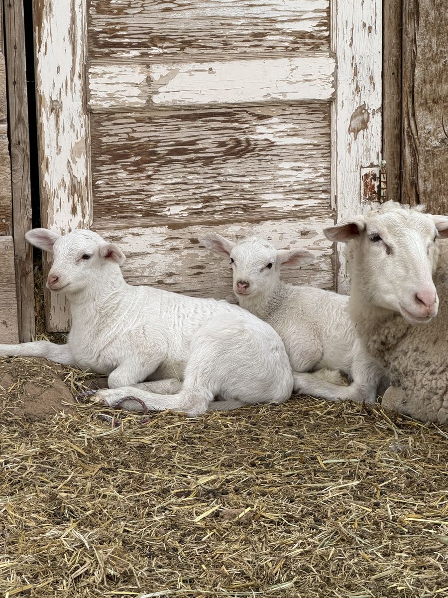 East Fresian mix lambs