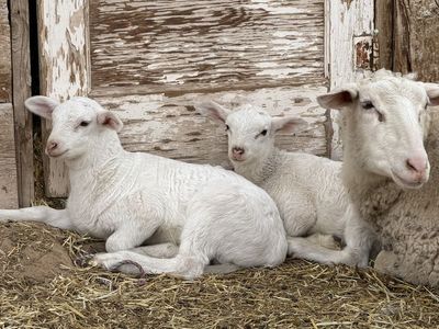 East Fresian mix lambs
