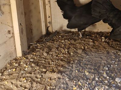 Gallinitas aztecas kikirikis