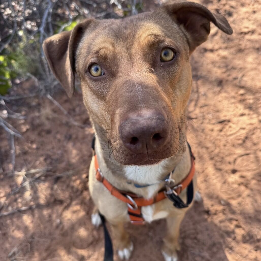 Hello my name is Chi Chi