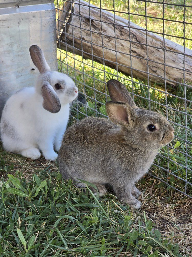 3 month old doe & momma rabbit