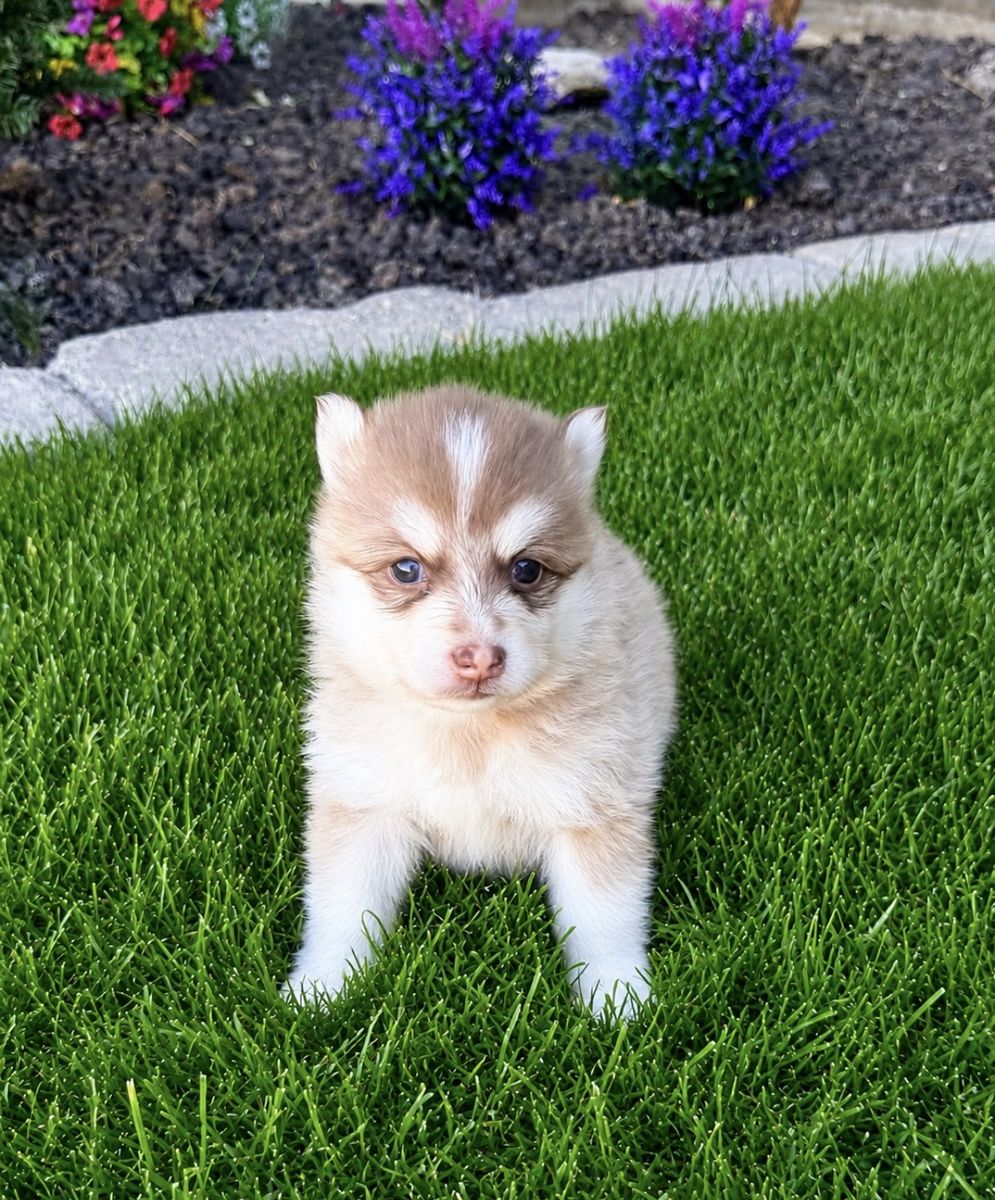 Pomsky / Siberian Husky Mix Dog