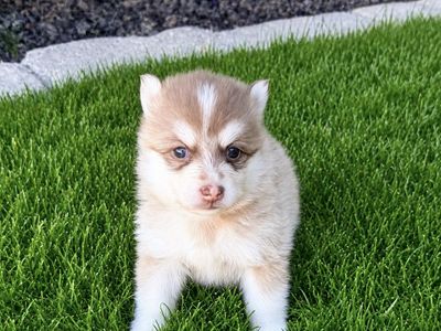 Pomsky / Siberian Husky Mix Dog