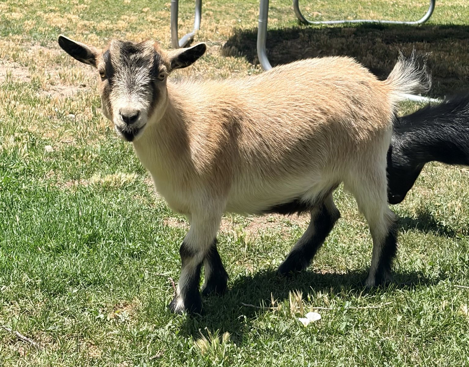 Registered Pygmy Goats