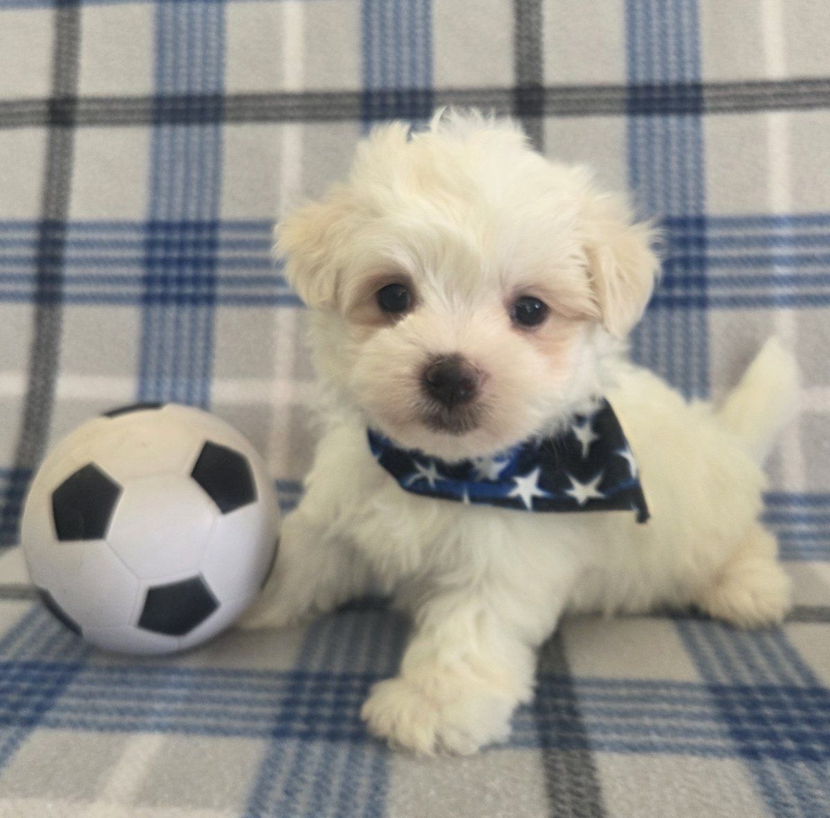 Adorable Purebred Male Maltese Puppy