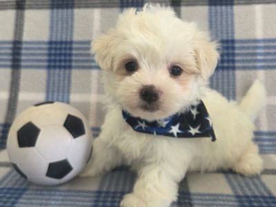 Adorable Purebred Male Maltese Puppy