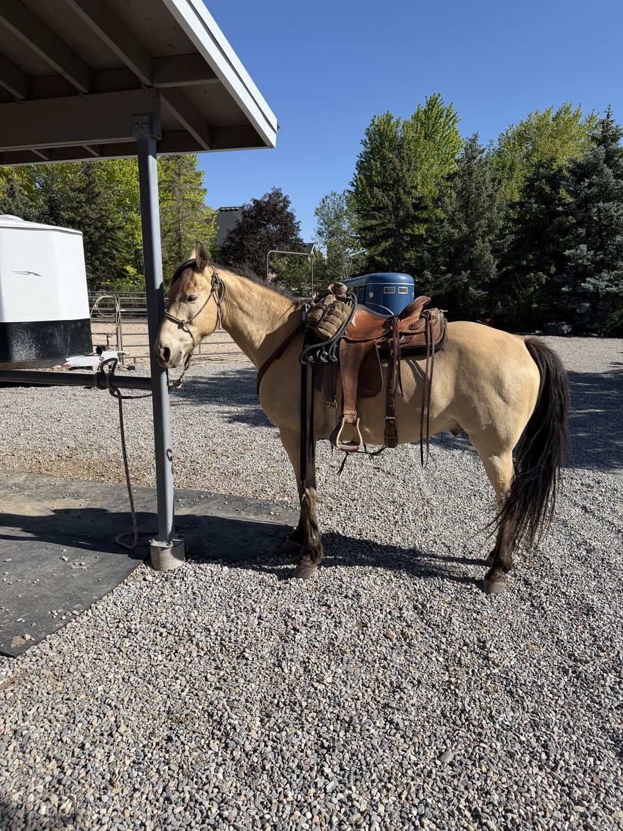 Registered Missouri Foxtrotter Gelding —"Goose"  | 9 yr | 15.2hh | $12,000